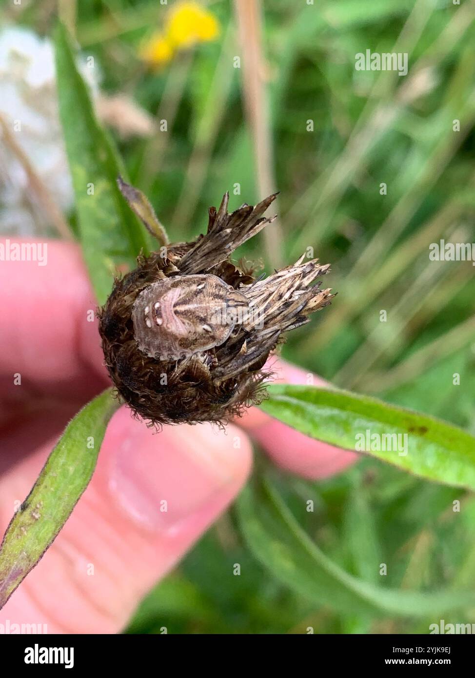 Tartaruga (Eurygaster testudinaria) Foto Stock