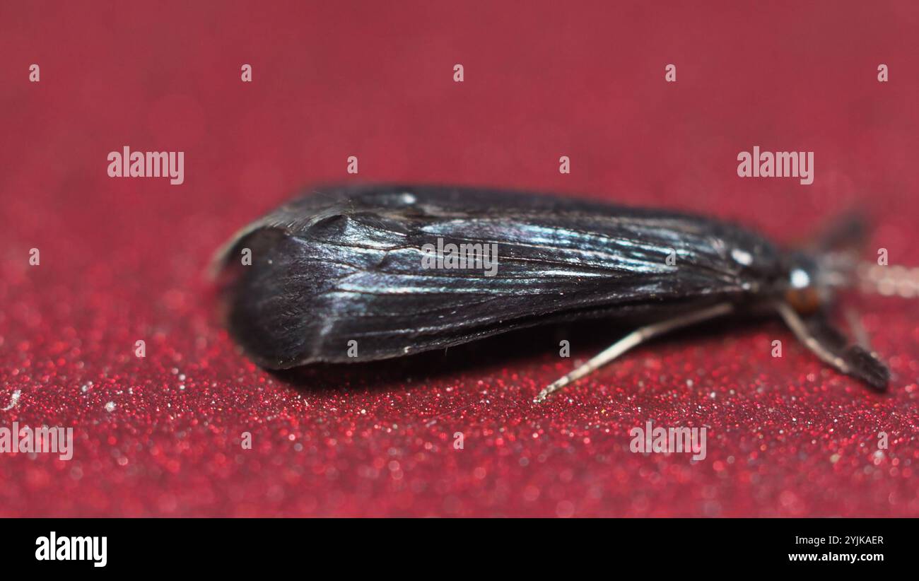 Black Dancer Caddisfly (Mystacides sepulchralis) Foto Stock
