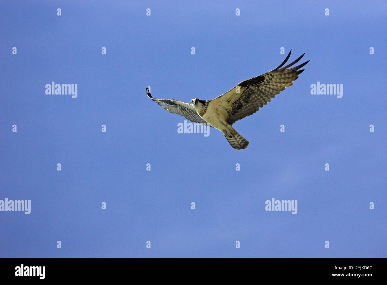 Falco pescatore Pandion haliaetus diga Falcon parco dello stato basso Rio Grande Valley Texas USA Foto Stock