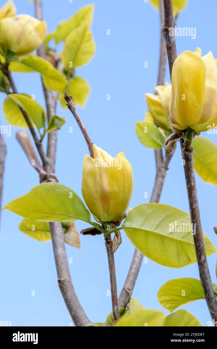 Magnolia (Magnolia x brooklynensis 'Yellow Bird'), Magnolia (Magnolia x brooklynensis Yellow Bird) Foto Stock