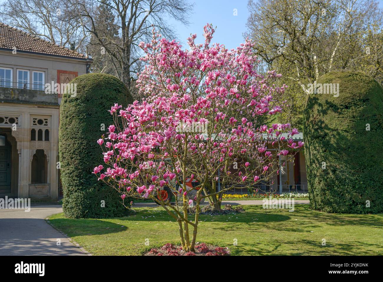 Magnolia (Magnolia "Galaxy"), Magnolia (Magnolia Galaxy) Foto Stock
