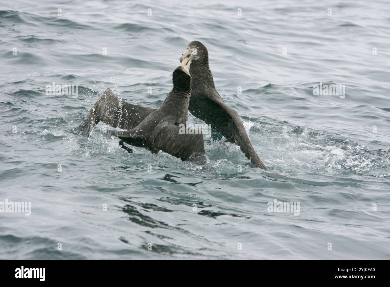 Il gigante del nord petrel Macronectes halli in lotta per il cibo Nuova Zelanda Foto Stock