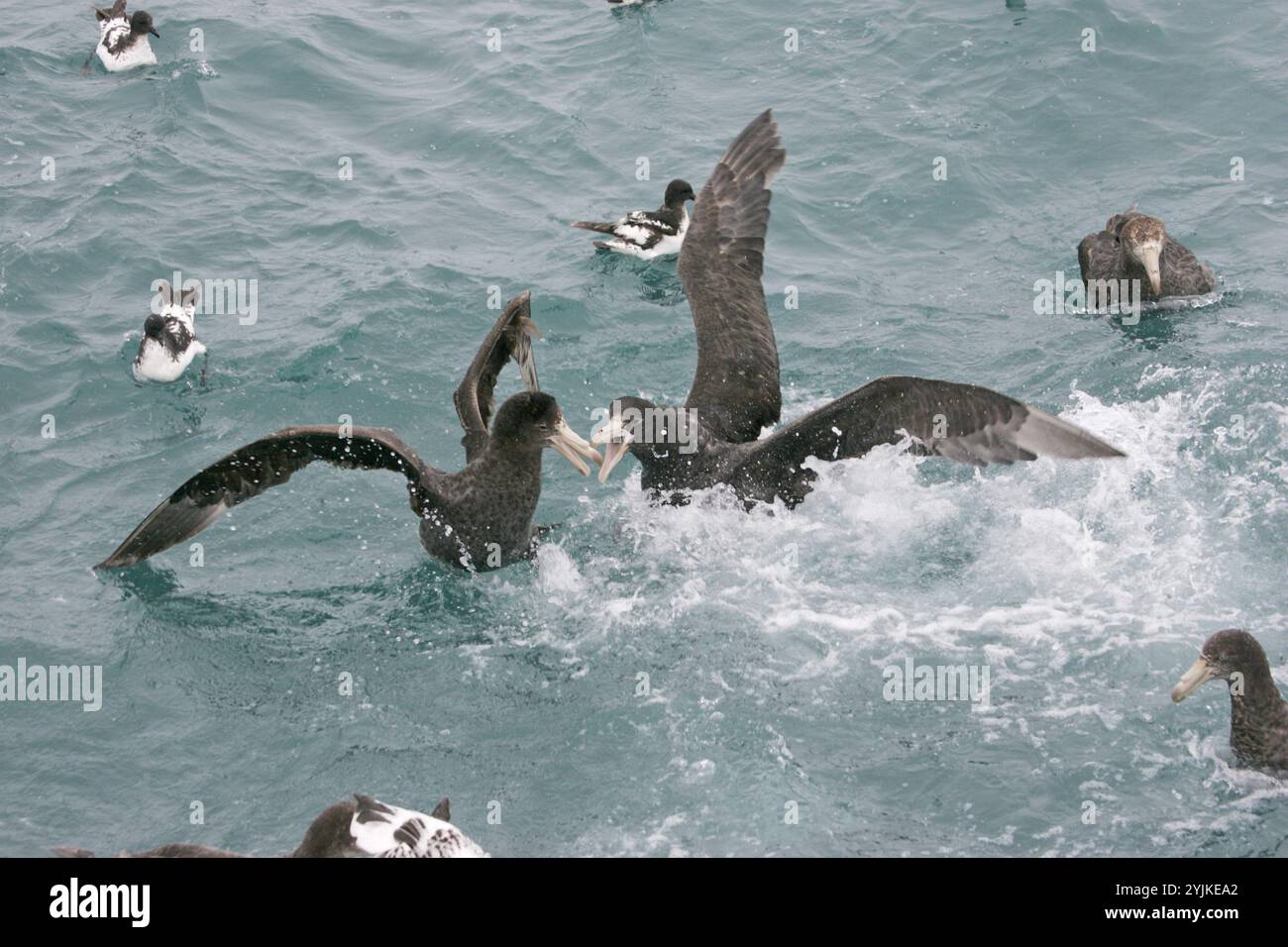Il gigante del nord petrel Macronectes halli in lotta per il cibo Nuova Zelanda Foto Stock