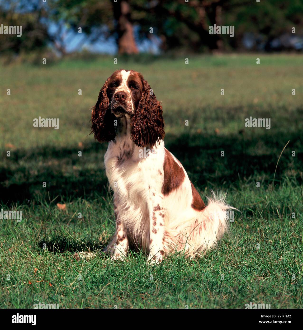 Animali domestici. Cane all'aperto. Springer Spaniel. Foto Stock