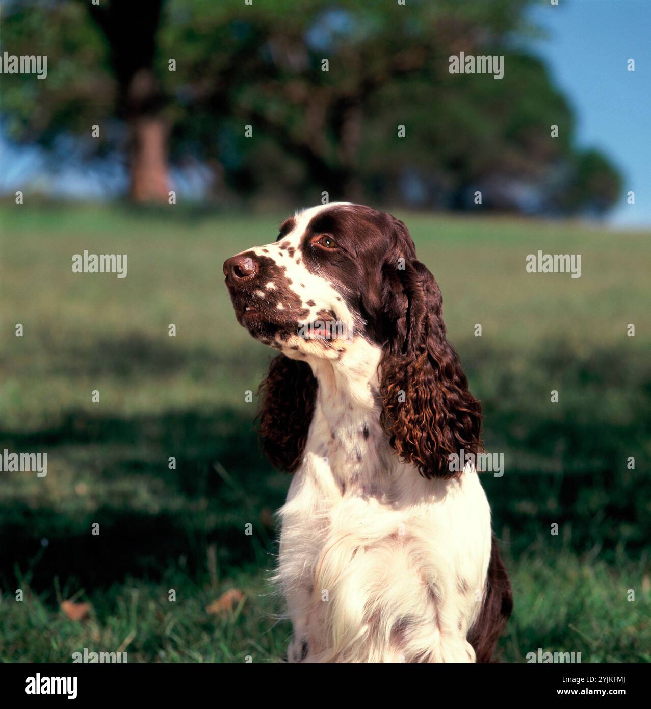 Animali domestici. Cane adulto. Springer Spaniel. Ritratto all'aperto. Foto Stock
