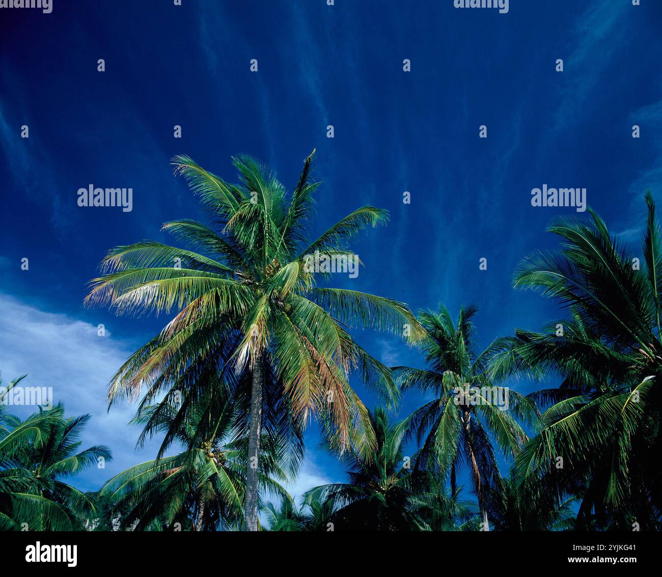 Thailandia. Palme da cocco. (Cocos nucifera) Foto Stock