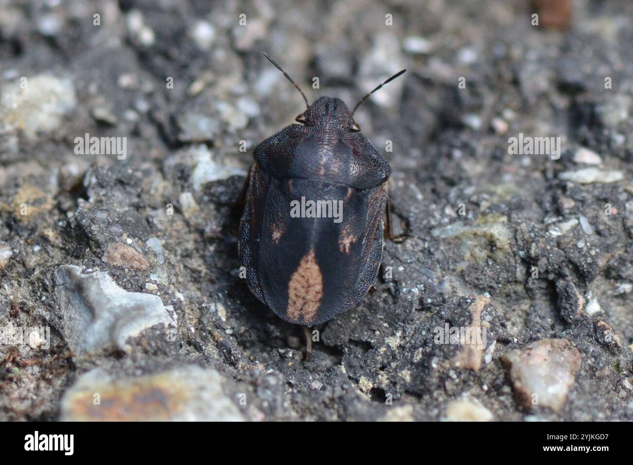 Tartaruga (Eurygaster testudinaria) Foto Stock