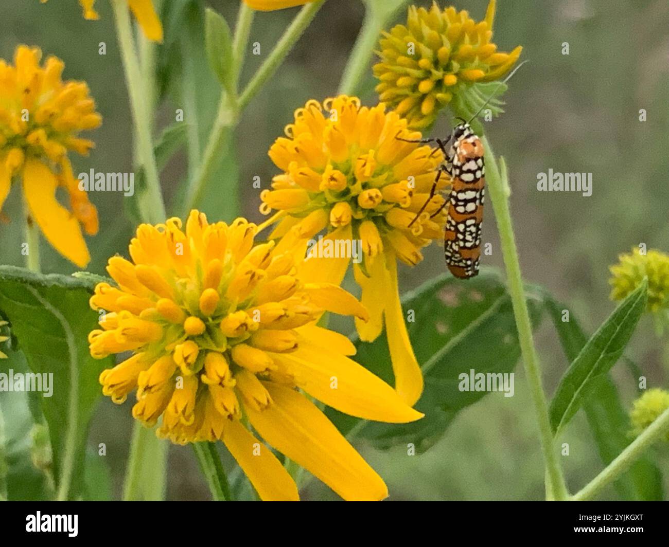 Ailanthus Webworm Moth (Atteva aurea) Foto Stock