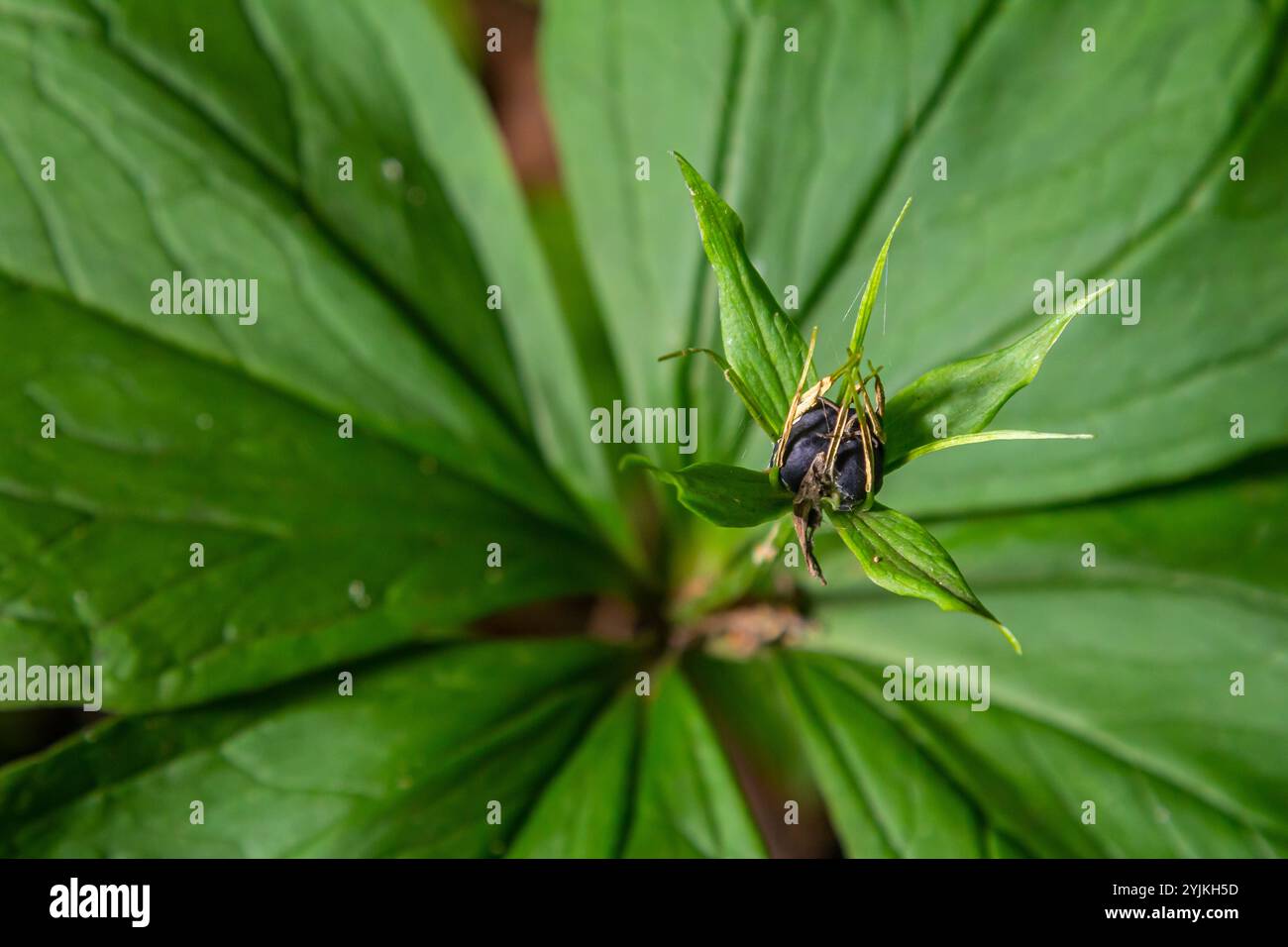 Pianta molto velenosa Raven's eye quadrifolia parigina a quattro foglie, nota anche come bacca o True Lovers Knot che cresce in natura in una foresta. Foto Stock