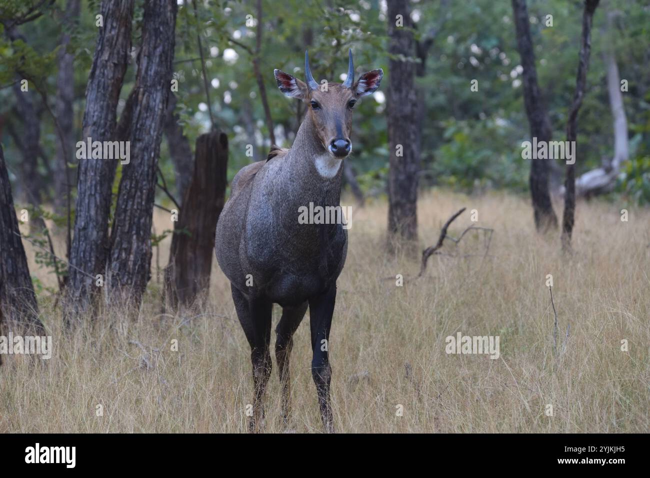 Nilgai (Boselaphus tragocamelu), riserva di tigre panna, fauna selvatica bhopal India Foto Stock