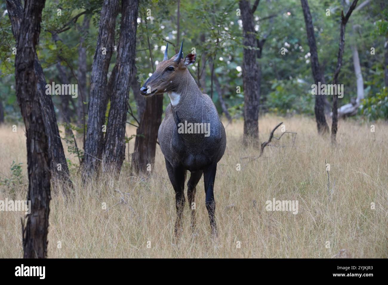 Nilgai (Boselaphus tragocamelu), riserva di tigre panna, fauna selvatica bhopal India Foto Stock