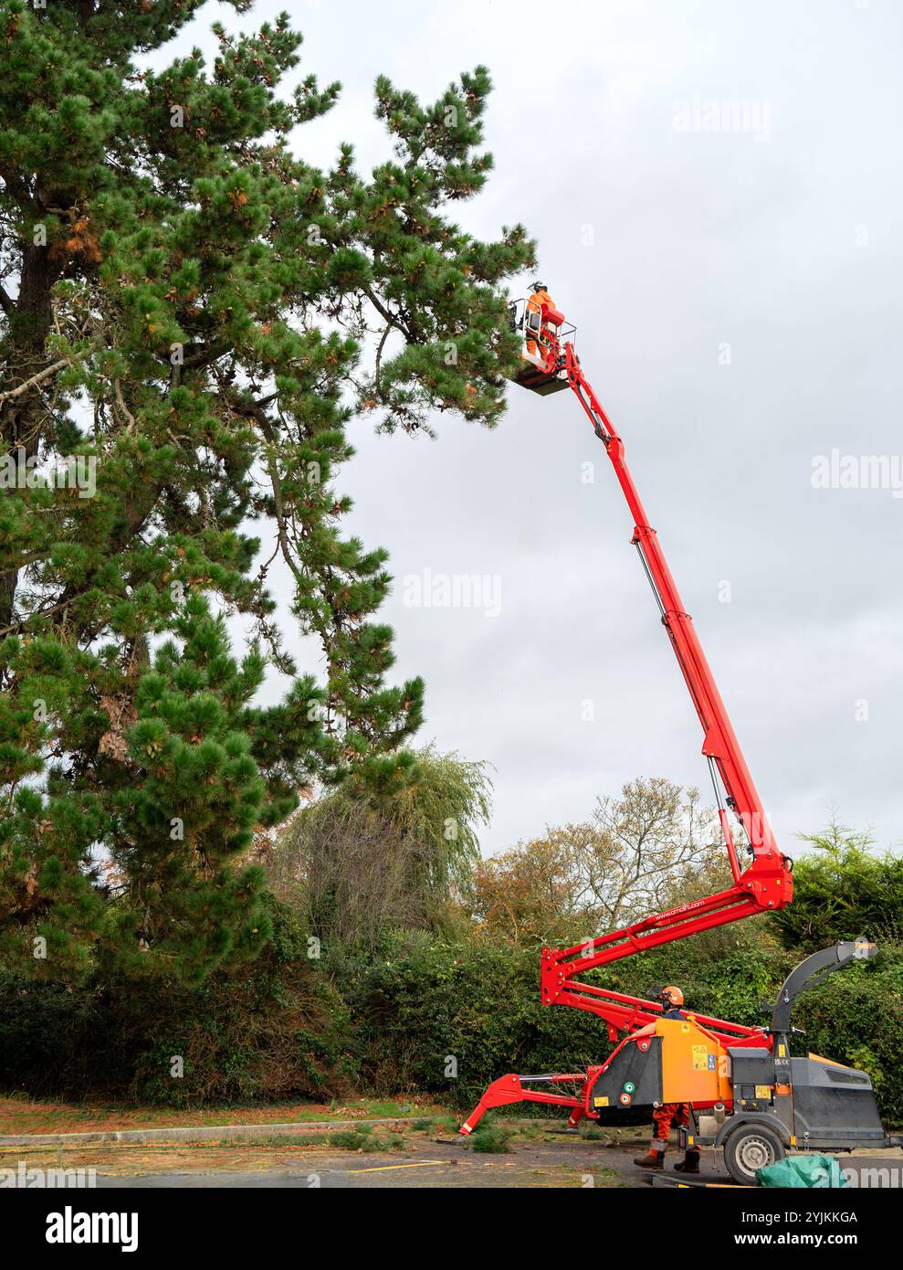 Gru per abbattimento alberi e gestore alberi con braccio telescopico utilizzato per la rimozione di alberi o rami. Foto Stock