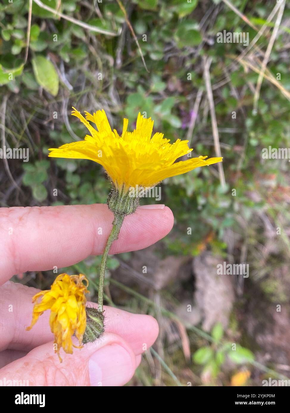 Autunno Hawkbit (Scorzoneroides autumnalis) Foto Stock
