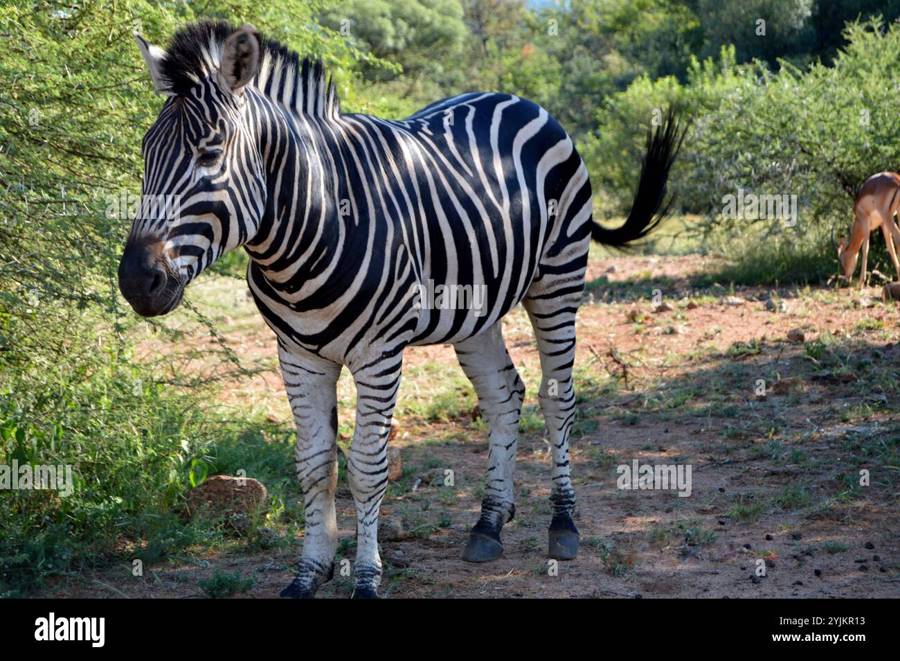 Zebra nel parco nazionale di Pilansberg Foto Stock