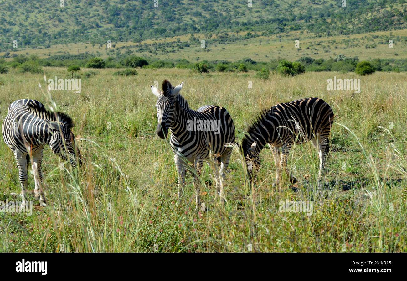 Zebra nel parco nazionale di Pilansberg Foto Stock