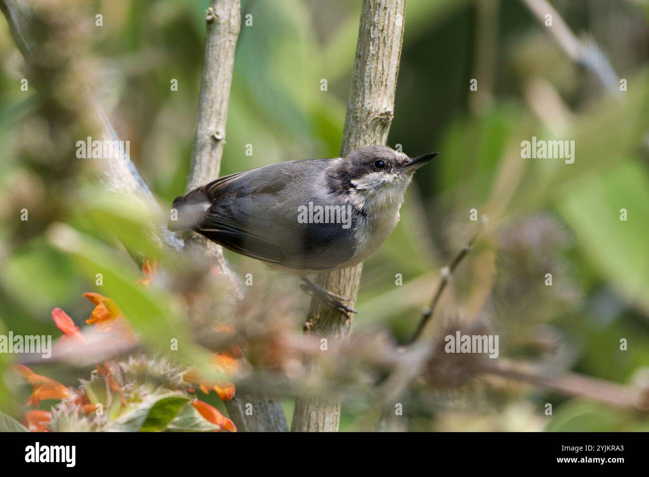Nuthatch pigmeo (Sitta pygmaea) Foto Stock