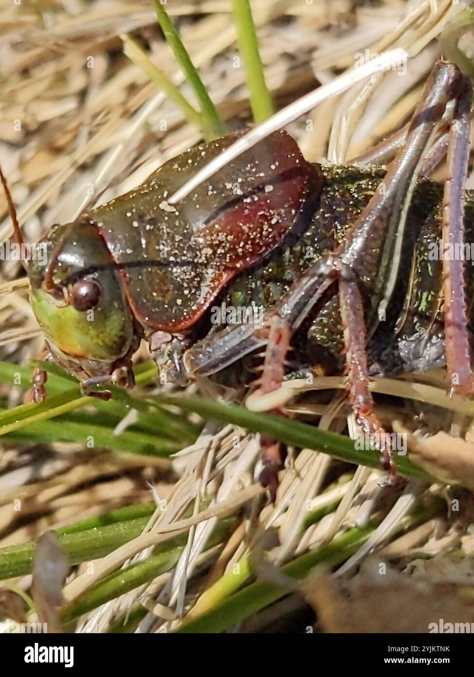 Cricket di Mormon (Anabrus simplex) Foto Stock