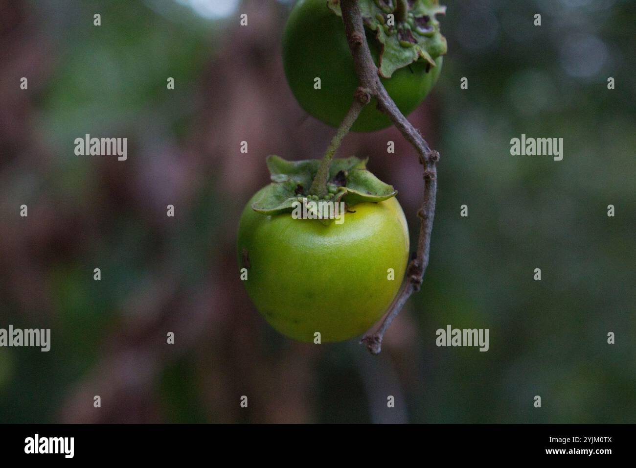 Nance (Byrsonima crassifolia) Foto Stock