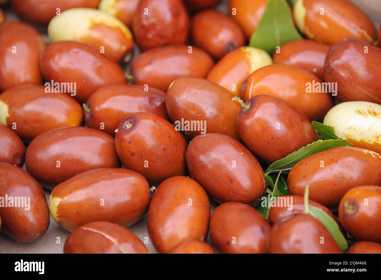 Chinesische Dattel, Ziziphus jujuba Meimizao, data cinese Foto Stock