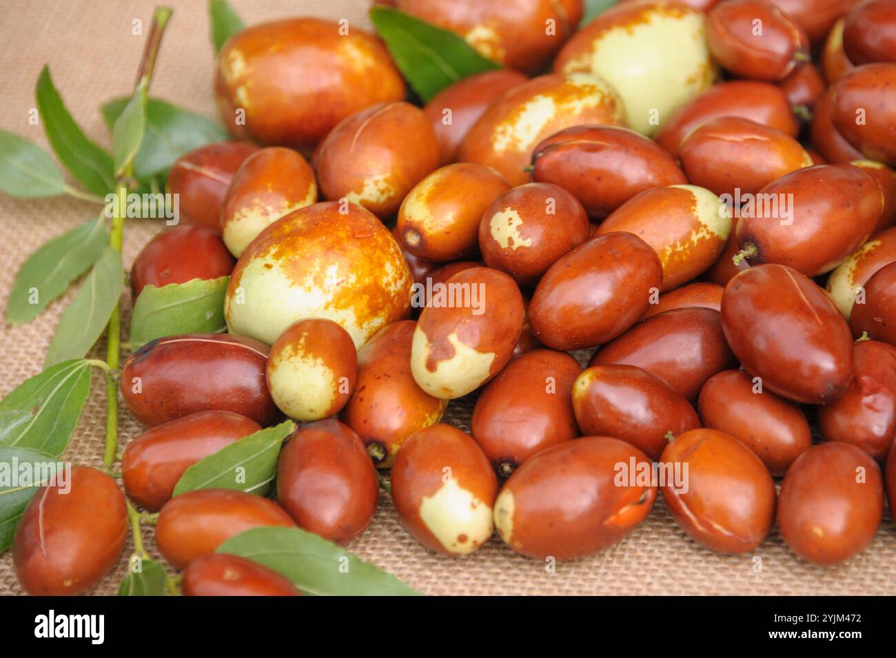 Chinesische Dattel, Ziziphus jujuba Meimizao, , Ziziphus jujuba da Baizao, Chinese date, Ziziphus jujuba Meimizao Foto Stock