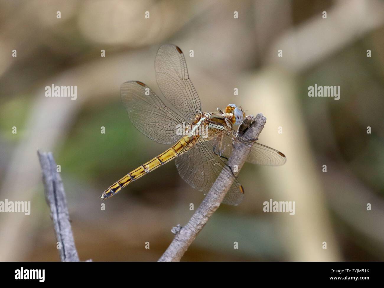 Epaulet Skimmer Dragonfly femmina - Orthetrum chrysostigma a Victoria Falls, Zimbabwe Foto Stock