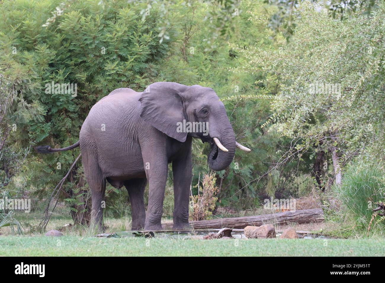 Elefante africano nel giardino dell'hotel - Loxodonta africana Foto Stock