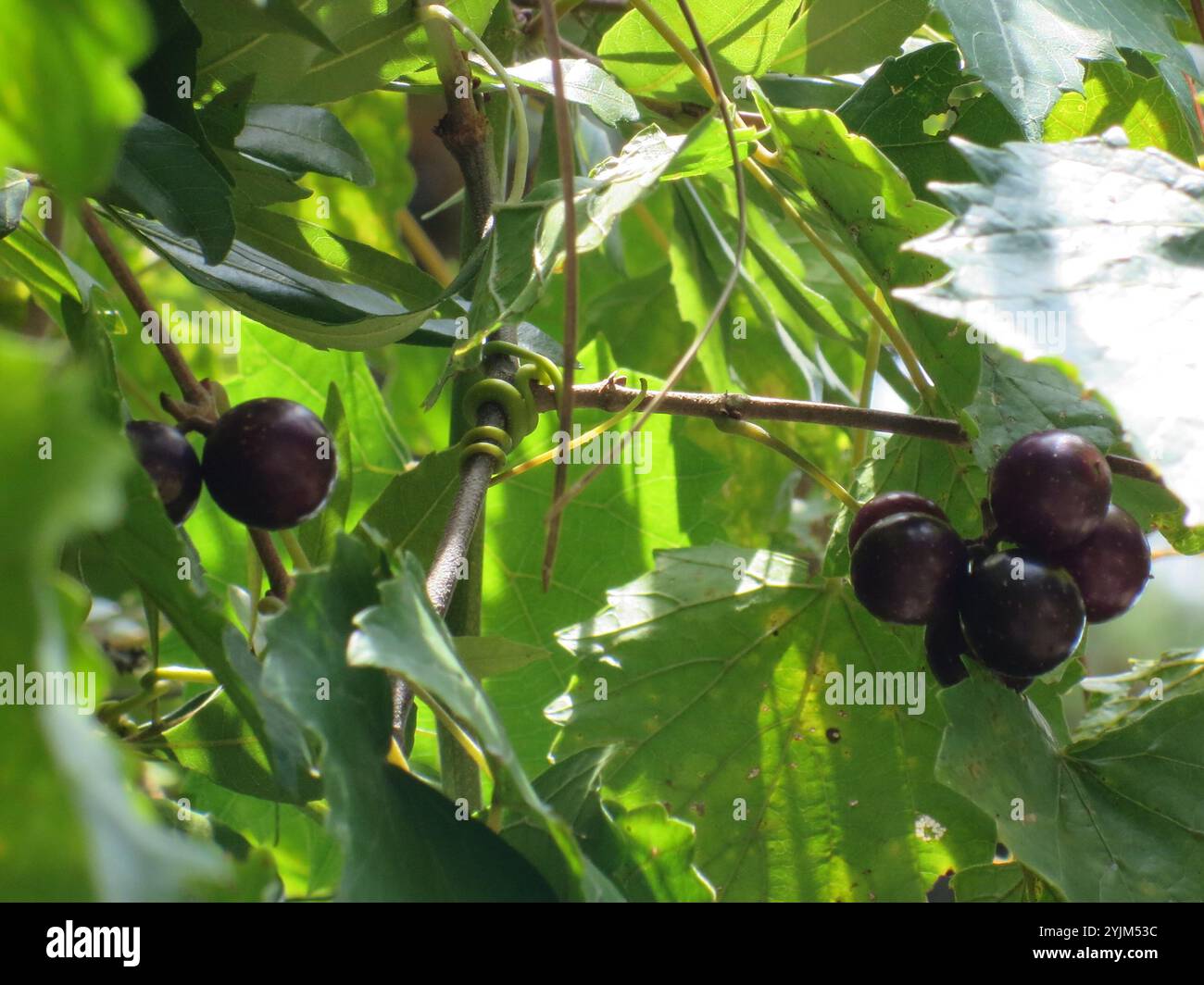 Muscadina (Vitis rotundifolia) Foto Stock