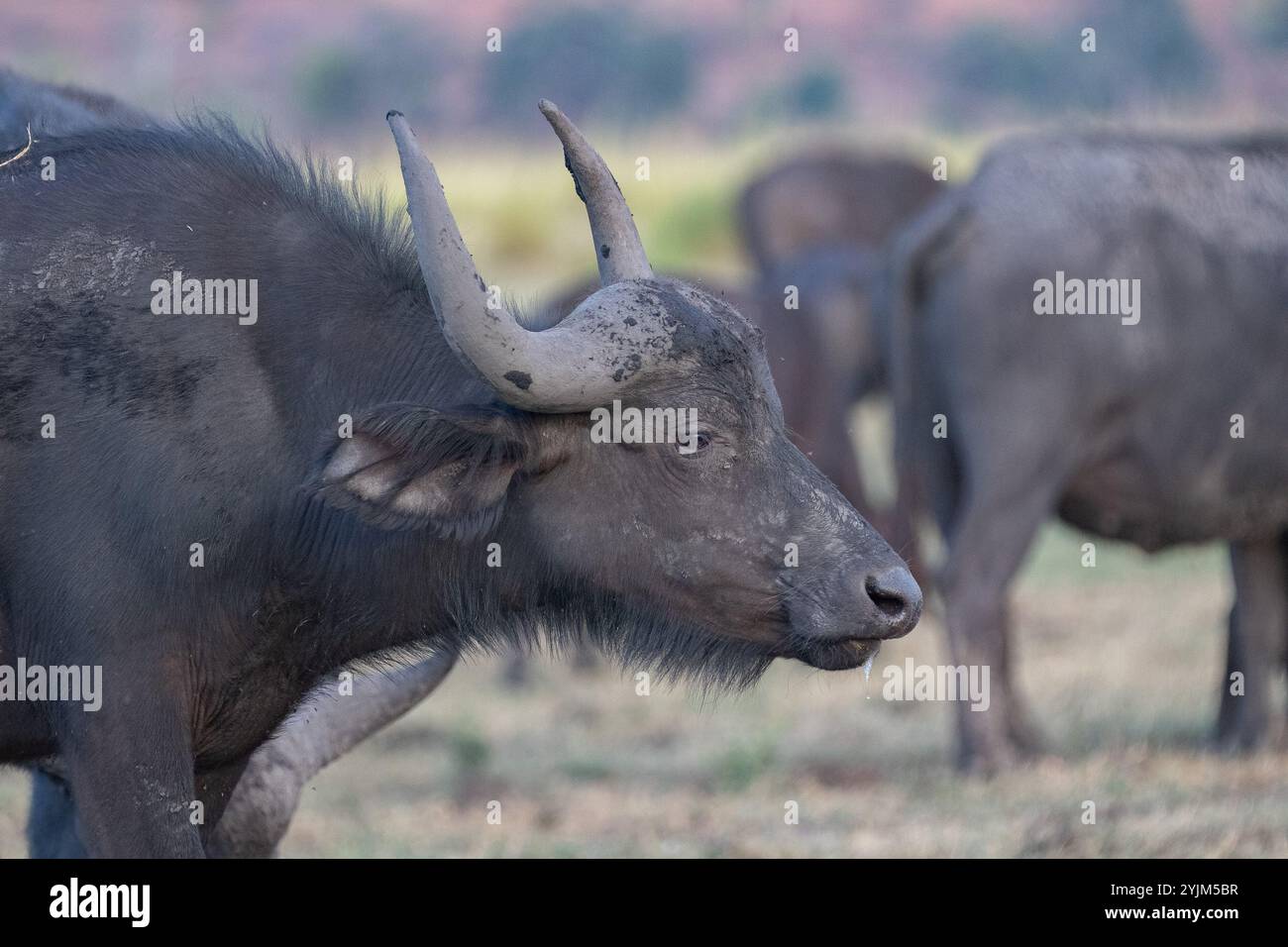 African Buffalo - Syncerus caffer Foto Stock