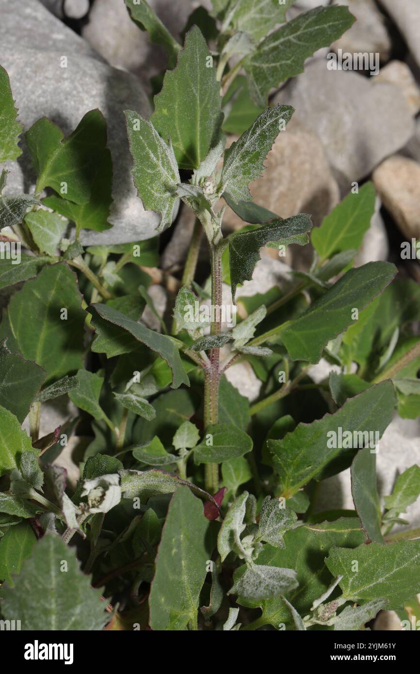 Saltbush strisciante (Atriplex prostrata) Foto Stock