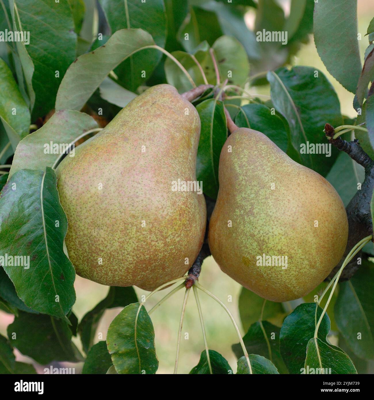 Pyrus communis Vereinsdechant, Pyrus communis club dean Foto Stock