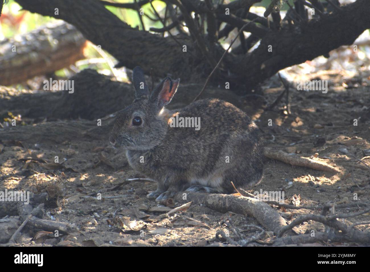 Coniglio pennello (Sylvilagus bachmani) Foto Stock