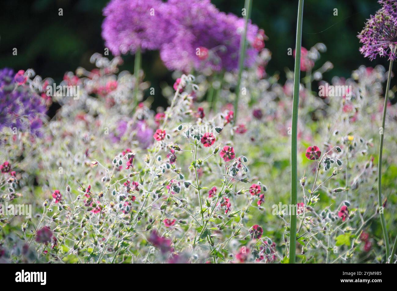Brauner Storchschnabel, Geranium phaeum, Kugel-Lauch, Allium aflatunense, Cranesbill, Geranium phaeum, Globe Leek Foto Stock