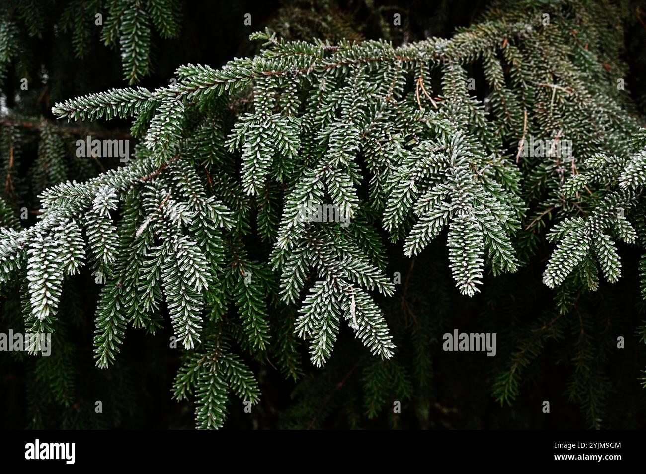 Questa immagine ravvicinata mostra rami di alberi sempreverdi spolverati con uno strato leggero di gelo. Il rivestimento sottile e ghiacciato sugli aghi crea una bella consistenza Foto Stock