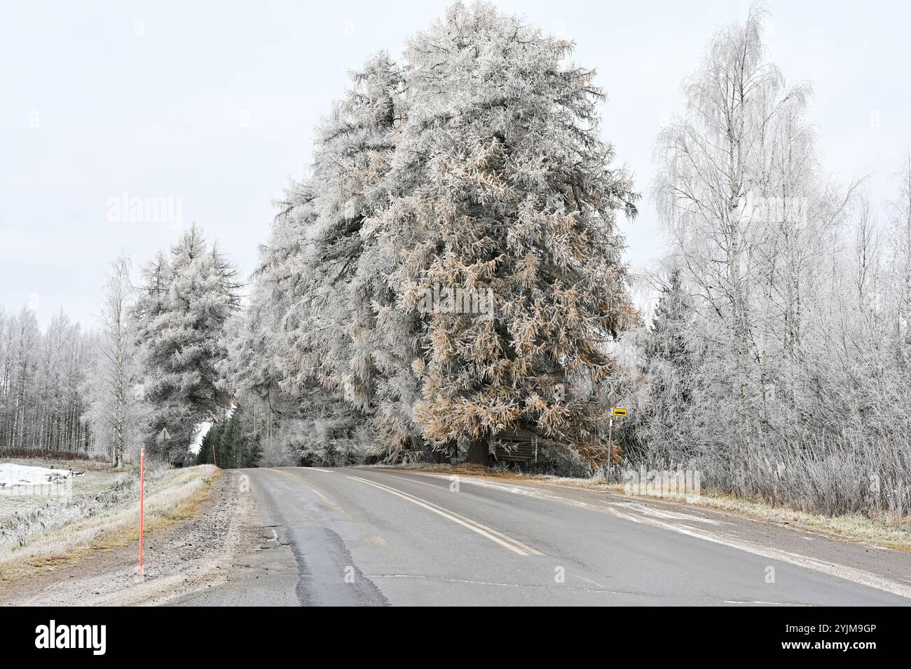 Questa scena invernale cattura una strada rurale fiancheggiata da alberi ricoperti di gelo sotto un cielo pallido e nuvoloso. Gli alberi sono pesantemente ricoperti da uno strato di parrucchiere, Foto Stock