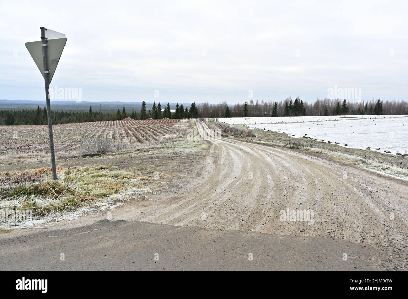 un paesaggio rurale con una strada sterrata che si snoda tra campi aperti in autunno o all'inizio dell'inverno. Il gelo ricopre leggermente l'erba e i campi, mentre una fila o Foto Stock