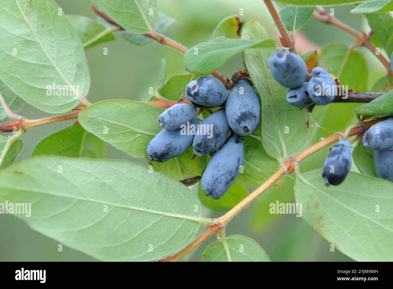 Blaue Honigbeere, Lonicera caerulea Berry Blue, Blue Honeyberry Foto Stock