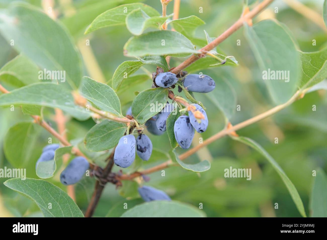 Maibeere, Lonicera caerulea var. Kamtschatica, Mayberry Foto Stock