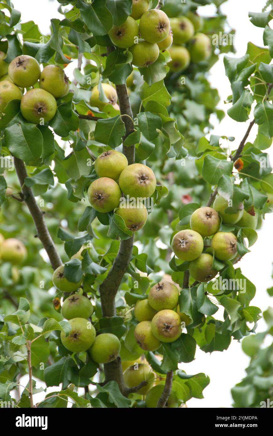 Wildbirne, Pyrus canescens, pera selvatica Foto Stock