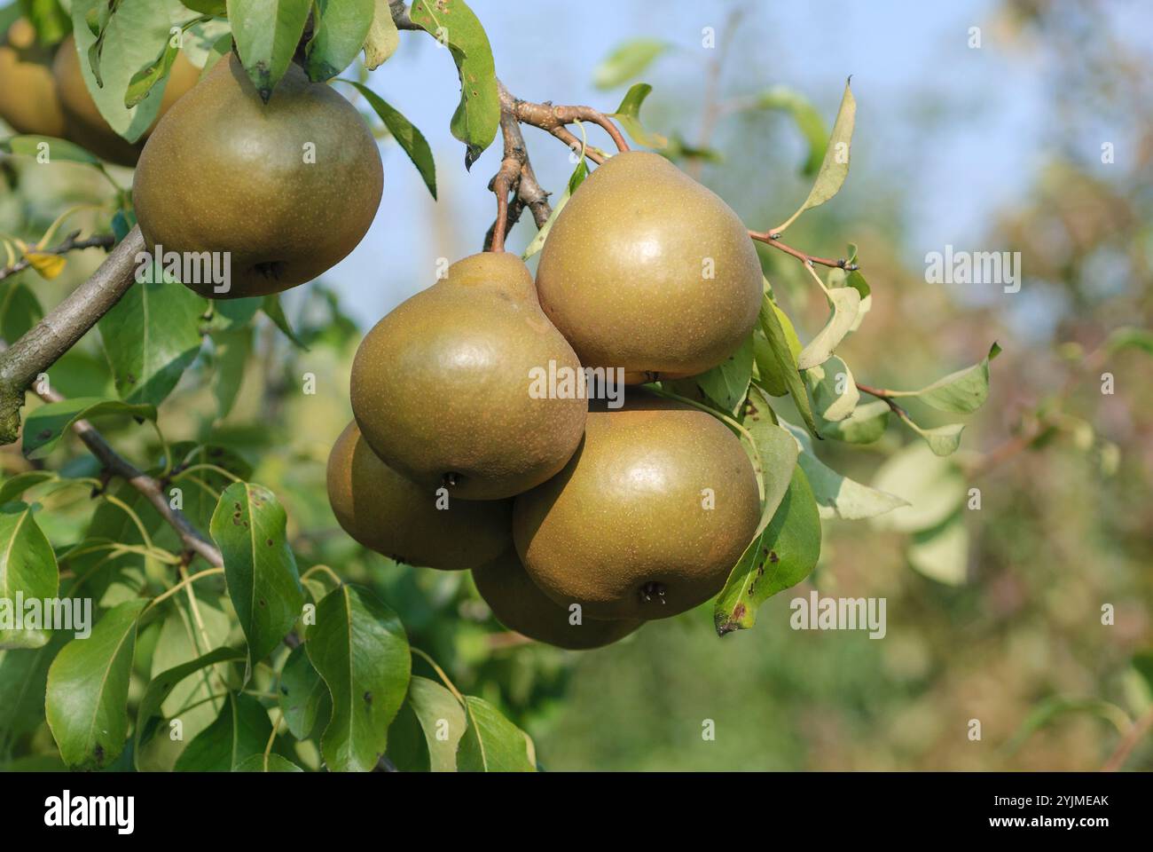 Birne Pyrus communis Uta, Par Pyrus communis Uta Foto Stock