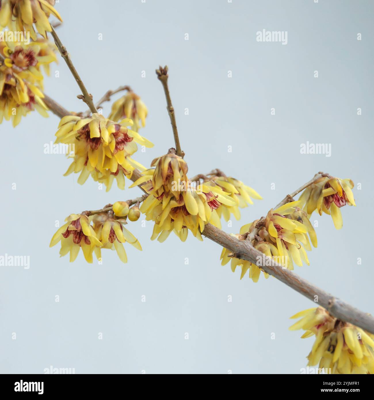 Winterblüte, Chimonanthus praecox, fioritura invernale Foto Stock