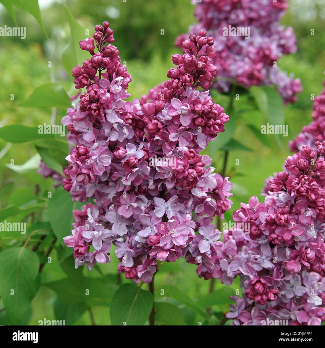 Edel-Flieder, Syylan vulgaris Prince Wolkonsky, lilla comune Foto Stock