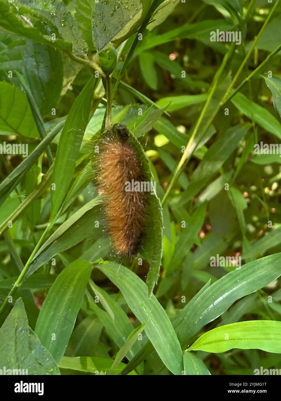 Moth tigre Virginiana (Spilosoma virginica) Foto Stock