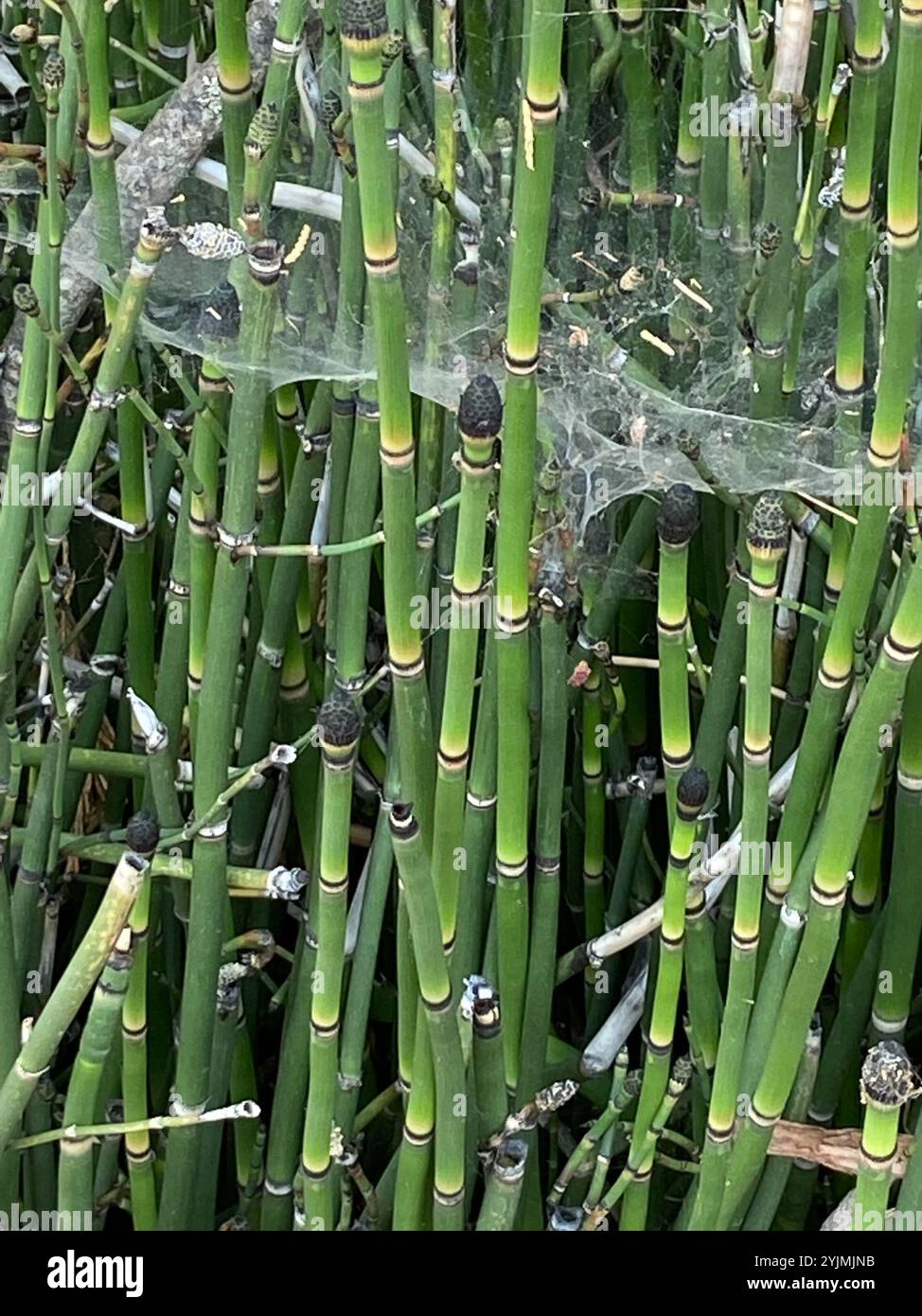 Scouringrush occidentale (Equisetum iemale affine) Foto Stock