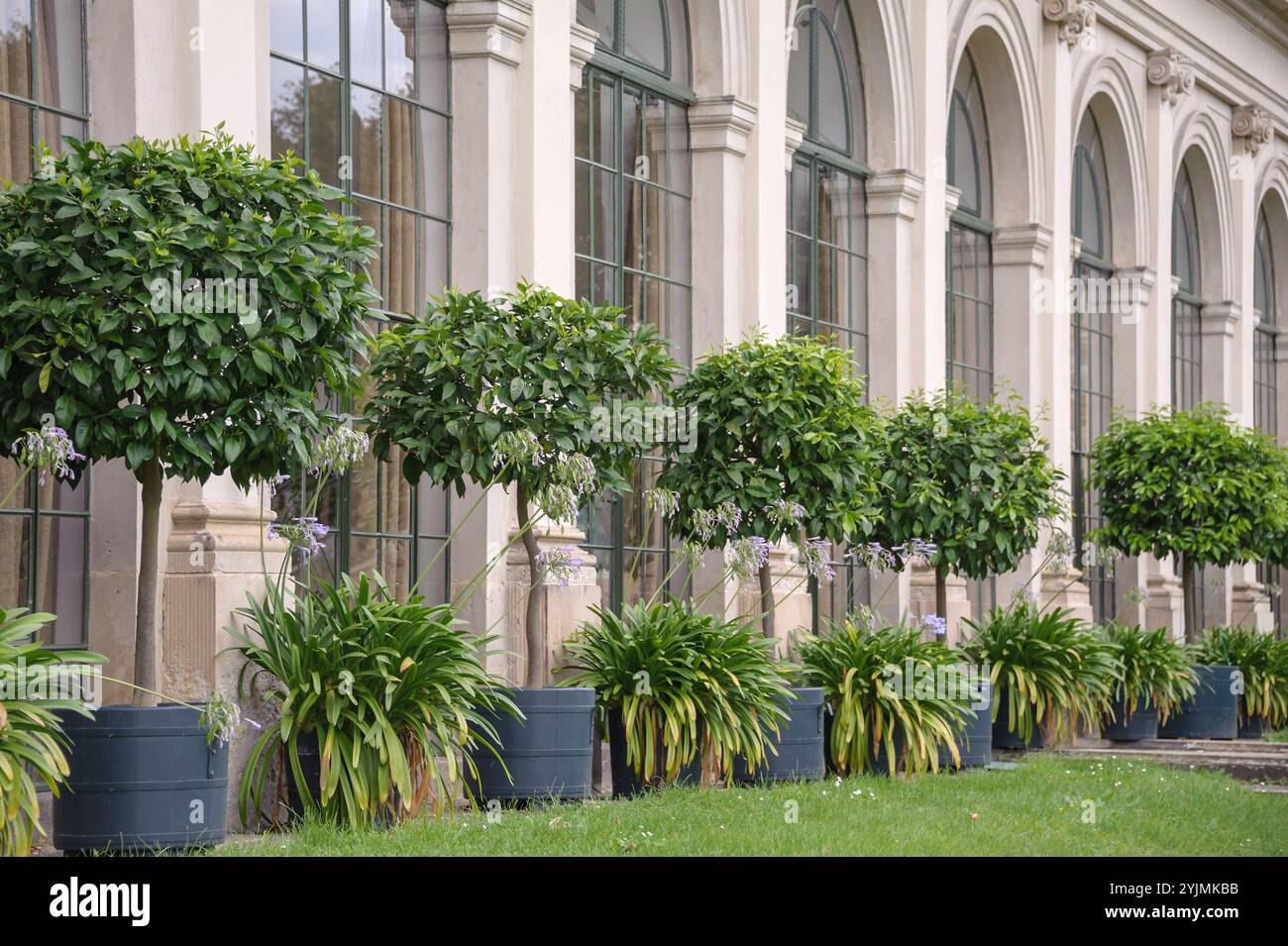 Bitter-Orangen im Barockgarten Großsedlitz, Bitter-Orange , Citrus aurantium, Schmucklilie, Agapanto, vor der Unteren Orangerie, arance amare dentro Foto Stock
