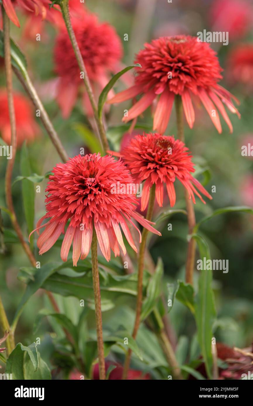 Scheinsonnenhut, Echinacea purpurea Hot Papaya, Coneflower Foto Stock