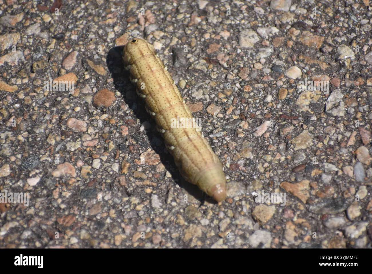 Sfinge Achemon (Eumorpha achemon) Foto Stock