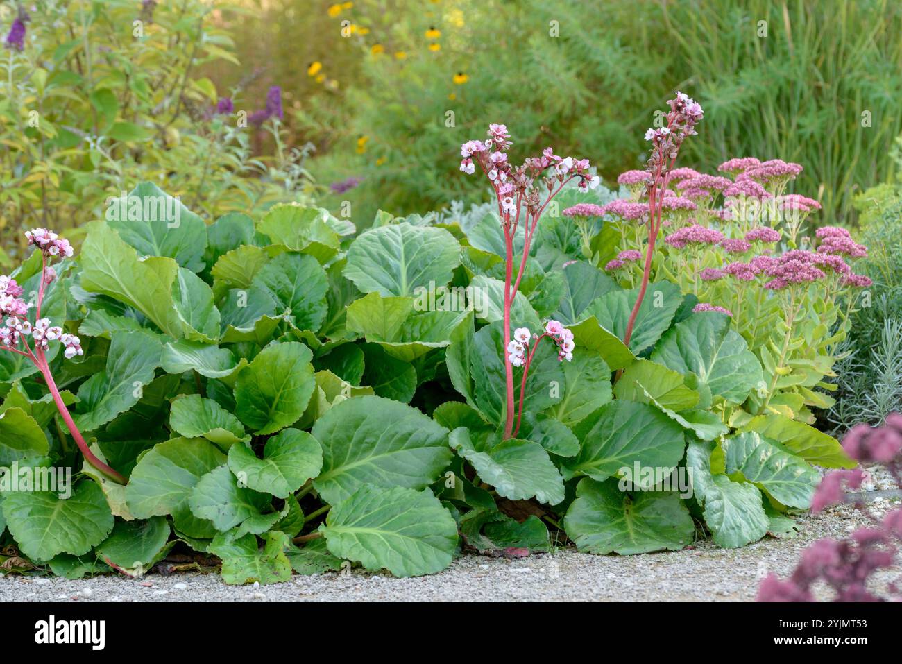 Bergenie, Bergenia cordifolia Herbstblüte, Bergenia, Bergenia cordifolia fioritura autunnale, Foto Stock