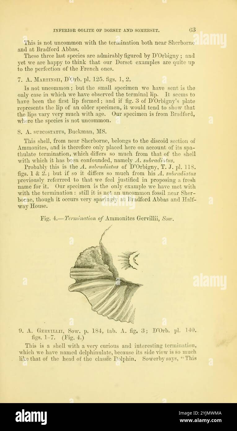 Questa illustrazione mostra un disegno dettagliato di un'ammoniaca, in particolare la specie Ammonites Garvillii, come indicato in un testo scientifico. L'opera d'arte mette in risalto l'intricata struttura a conchiglia, caratterizzata da motivi a spirale e distintive nervature tipiche dei fossili di ammonite. Il testo che accompagna fornisce il contesto della classificazione dell’esemplare e dei pertinenti riferimenti storici in paleontologia. Sottolinea il significato dell'esemplare per lo studio della vita marina antica, mostrando l'intersezione tra arte e scienza nella comprensione della storia geologica. La didascalia menziona anche Foto Stock