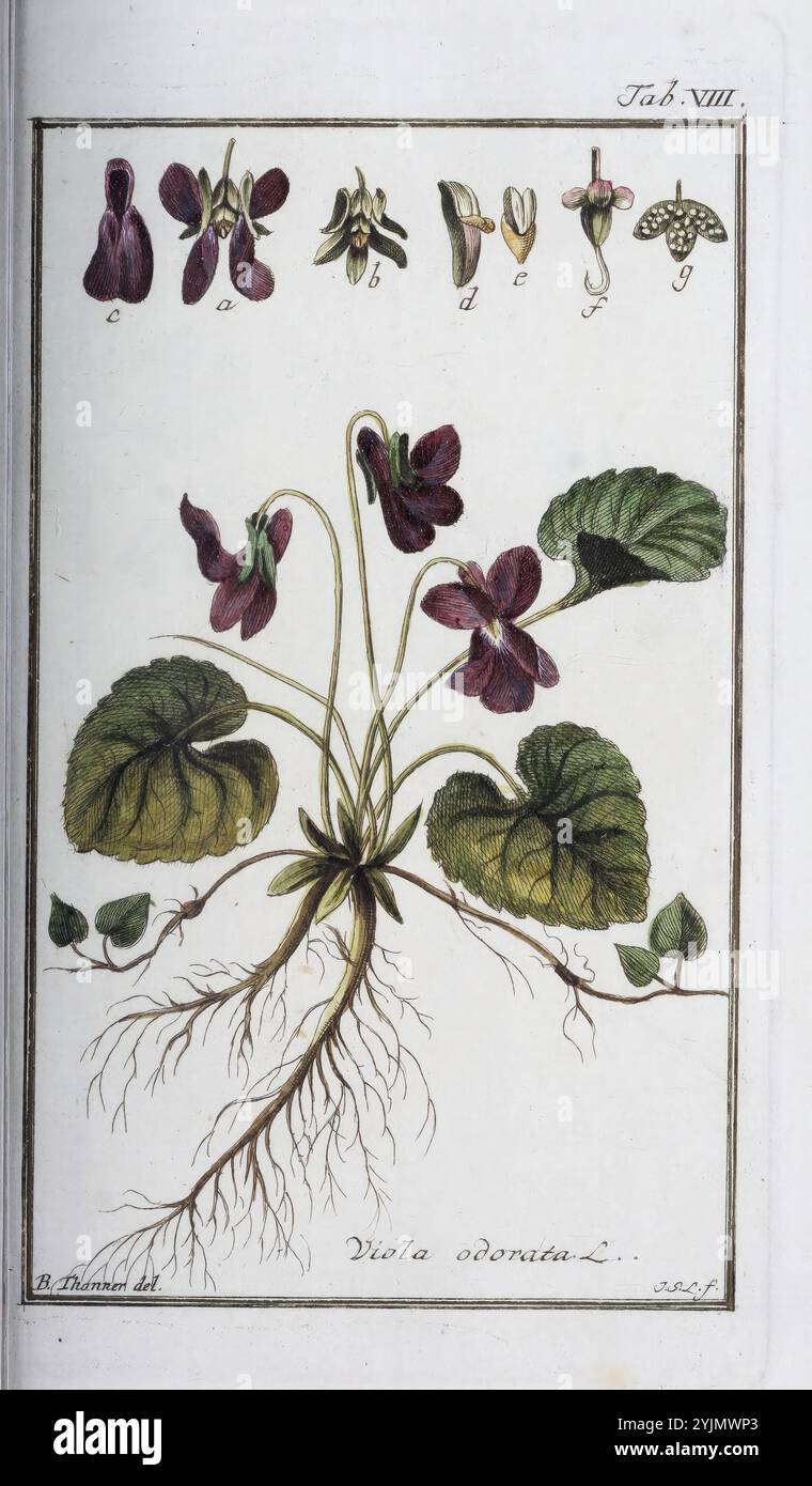 L'illustrazione raffigura la pianta Viola odorata, comunemente nota come viola dolce. Mostra la struttura distintiva della pianta, tra cui le sue foglie verdi lussureggianti e i delicati fiori viola. Sopra l'illustrazione principale, una serie di raffigurazioni più piccole descrivono vari aspetti botanici della viola dolce, tra cui fiori, foglie e parti riproduttive. Anche le radici sono visibili, illustrando la struttura fondamentale della pianta. Questa dettagliata rappresentazione enfatizza sia la bellezza che la complessità della Viola odorata, evidenziandone le caratteristiche in modo scientifico Foto Stock