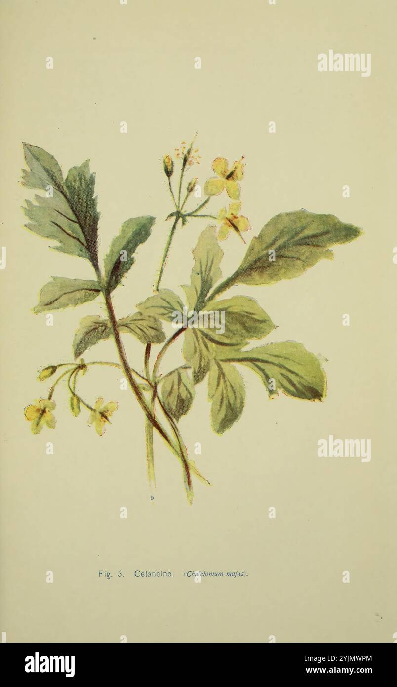 Chelidonium Majus (Celidonia) In Vaso 9x9 Cm – Pianta Da Giardino Biologica Con Fiori Gialli